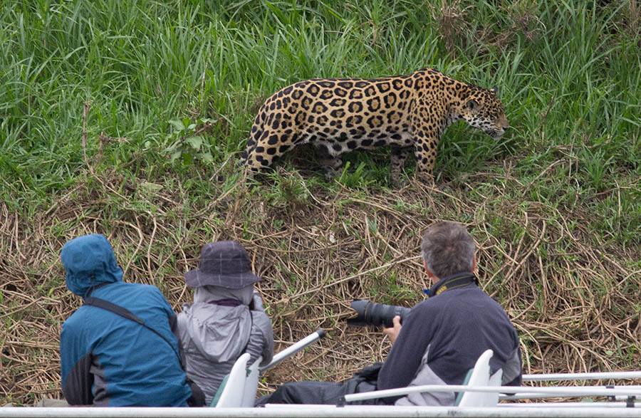 Southwild Pantanal Jaguar Special Travel